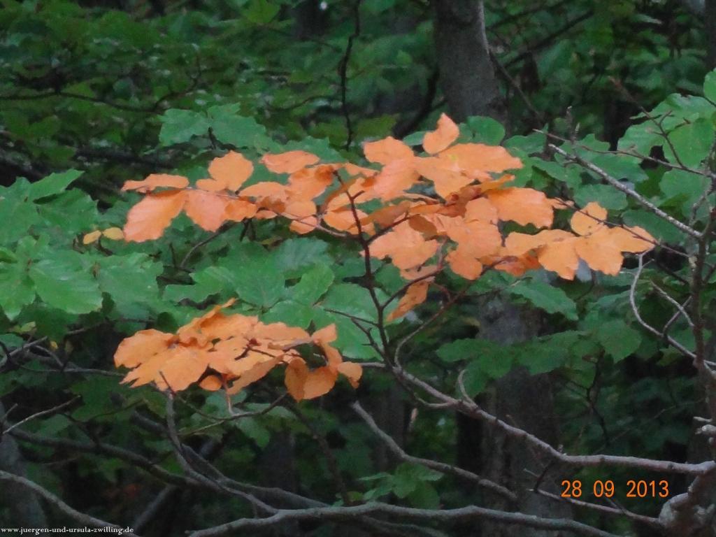 Philosophische Bildwanderung Willigsweg im Naheland