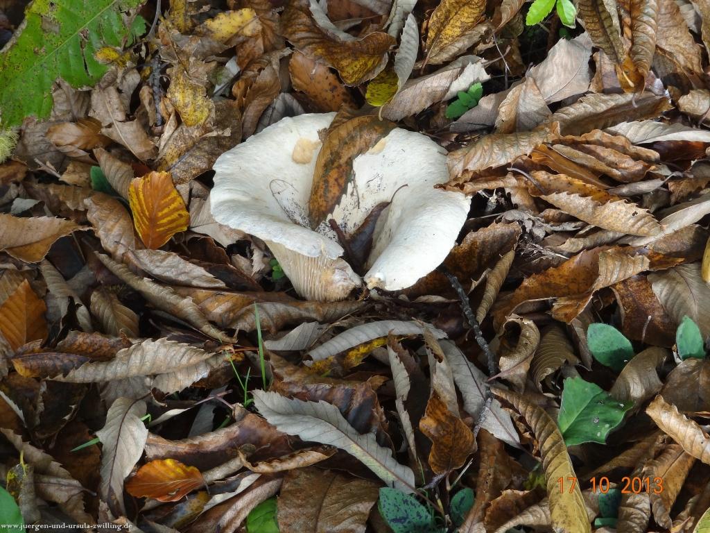 Philosophische Bildwanderung Genießerpfad - Alde Gott Panoramarunde mit Gaishöll Wasserfällen
