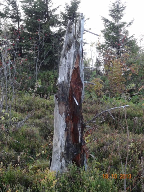 Philosophische Bildwanderung Sasbachwaldener Steig