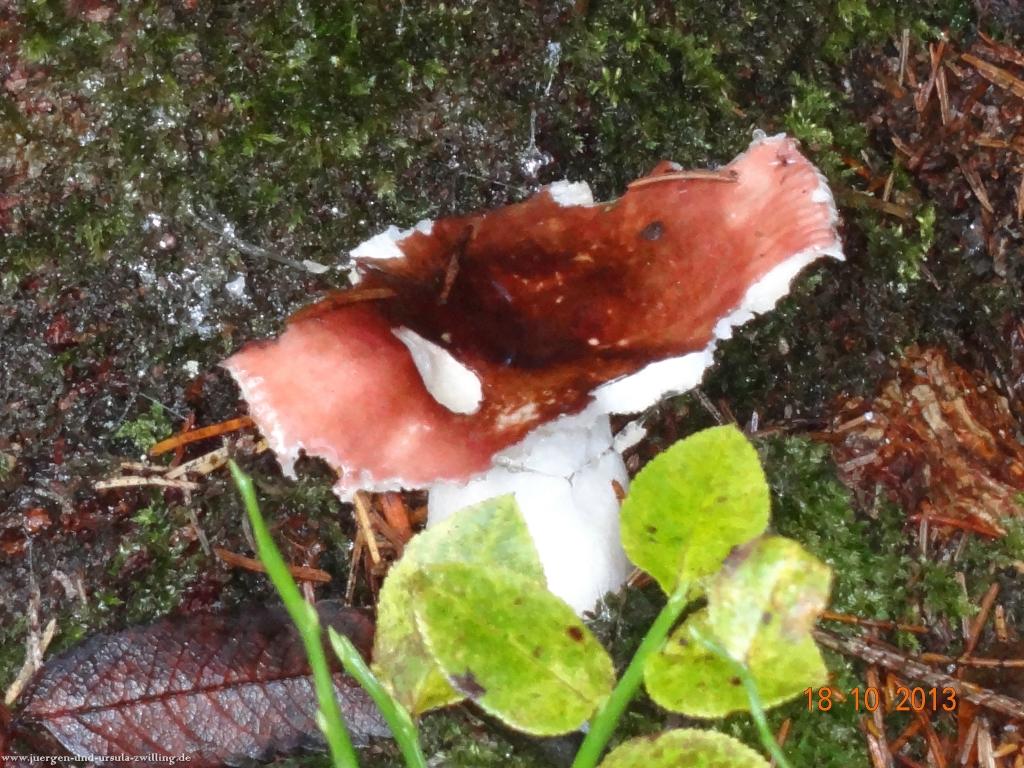 Philosophische Bildwanderung Sasbachwaldener Steig