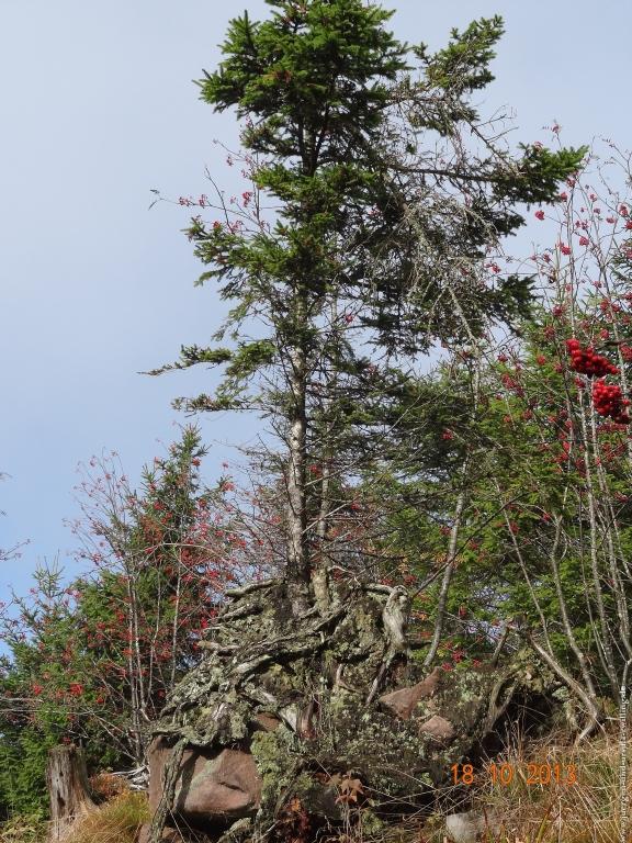 Philosophische Bildwanderung Sasbachwaldener Steig