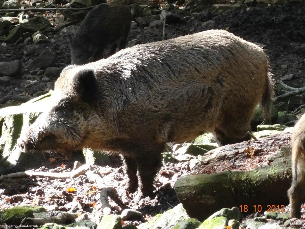 Philosophische Bildwanderung Sasbachwaldener Steig