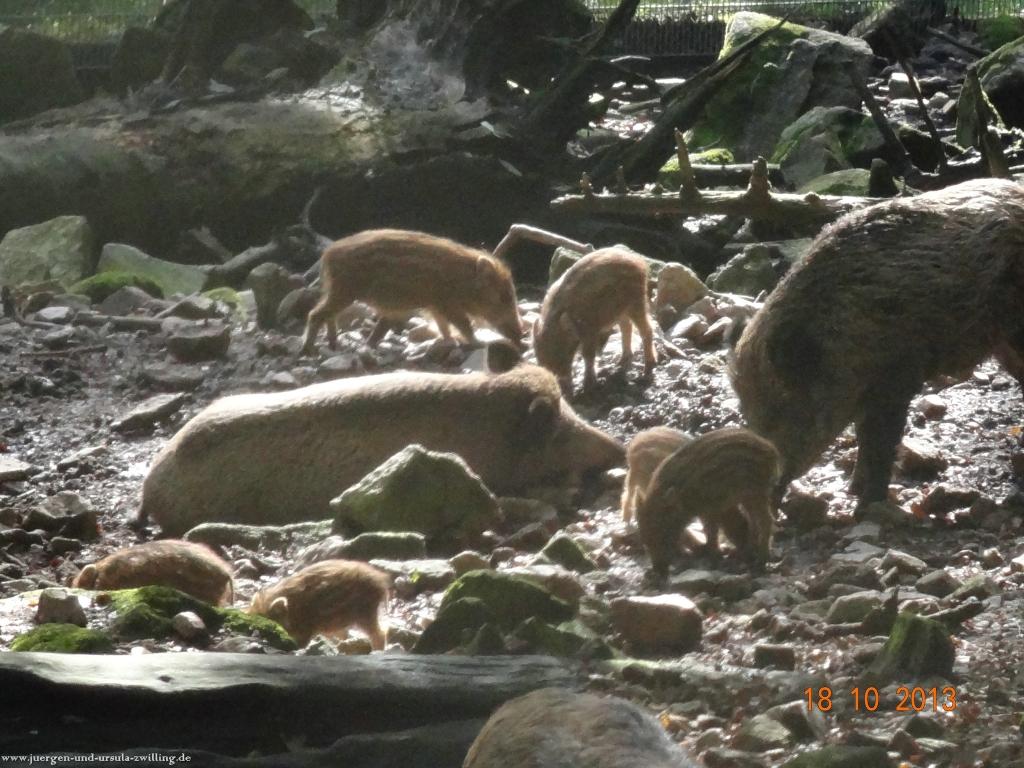 Philosophische Bildwanderung Sasbachwaldener Steig