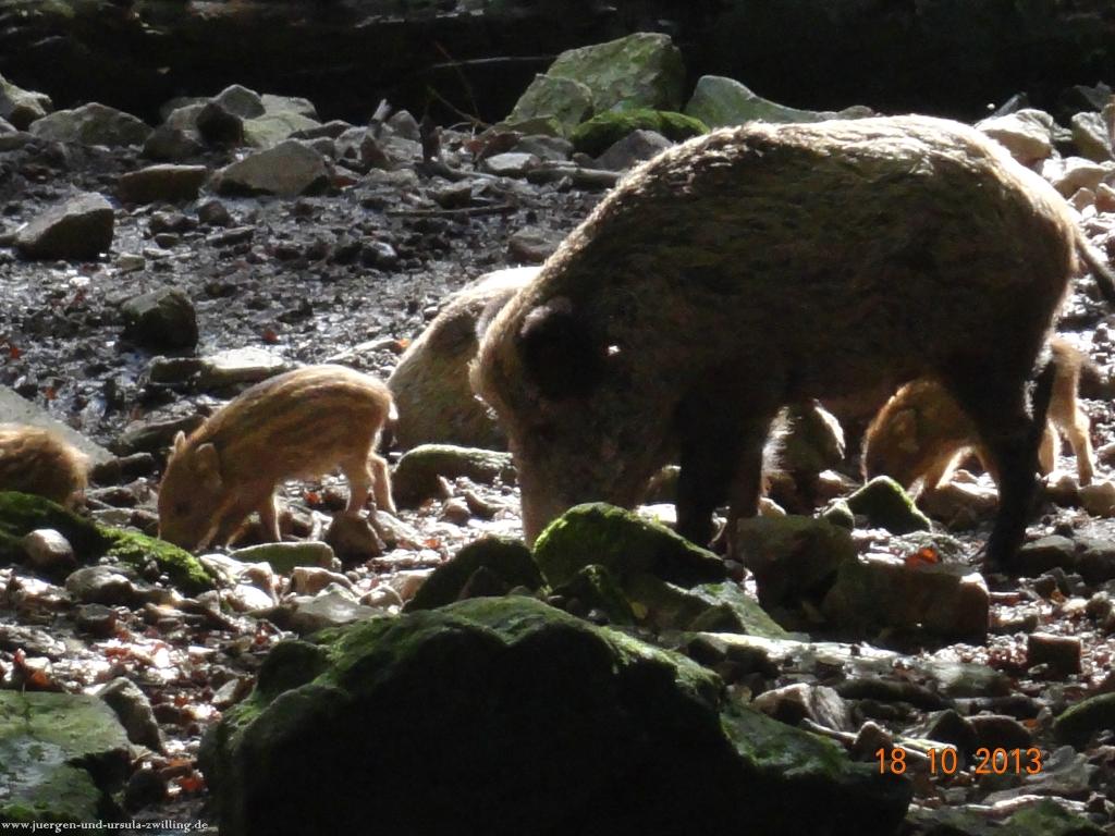 Philosophische Bildwanderung Sasbachwaldener Steig