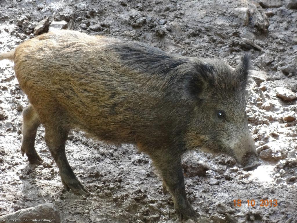 Philosophische Bildwanderung Sasbachwaldener Steig