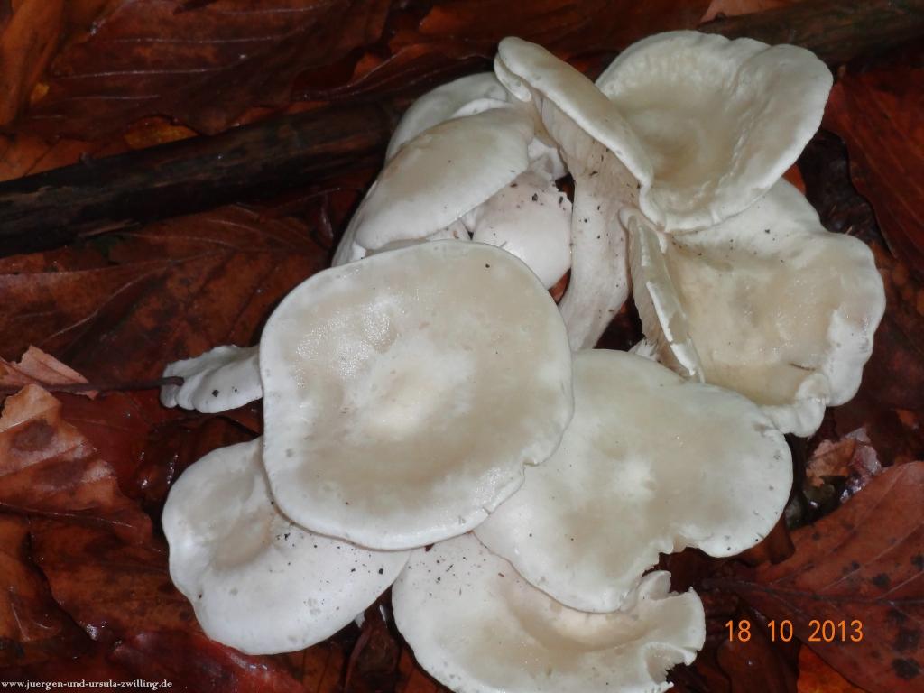 Philosophische Bildwanderung Sasbachwaldener Steig