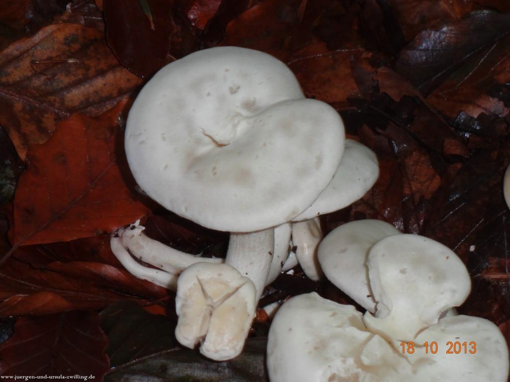 Philosophische Bildwanderung Sasbachwaldener Steig