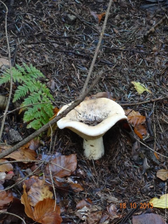 Philosophische Bildwanderung Sasbachwaldener Steig