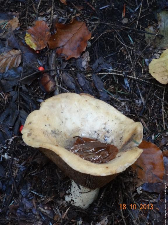 Philosophische Bildwanderung Sasbachwaldener Steig