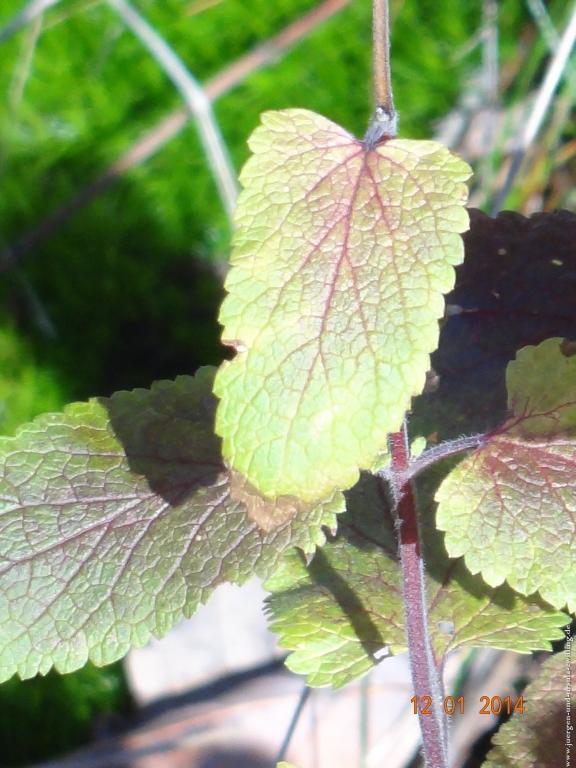 Philosophische Bildwanderung Vitaltour-Felsengarten - Nahe