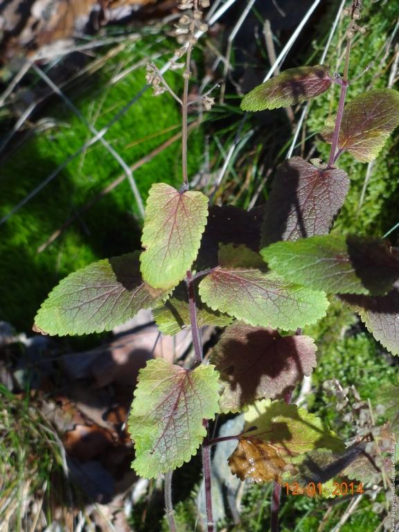 Philosophische Bildwanderung Vitaltour-Felsengarten - Nahe
