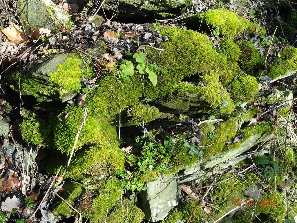 Philosophische Bildwanderung Vitaltour-Felsengarten - Nahe