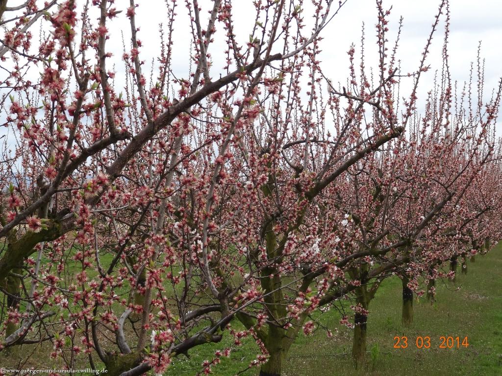 Frühling in den Feldern  von Mainz Finthen