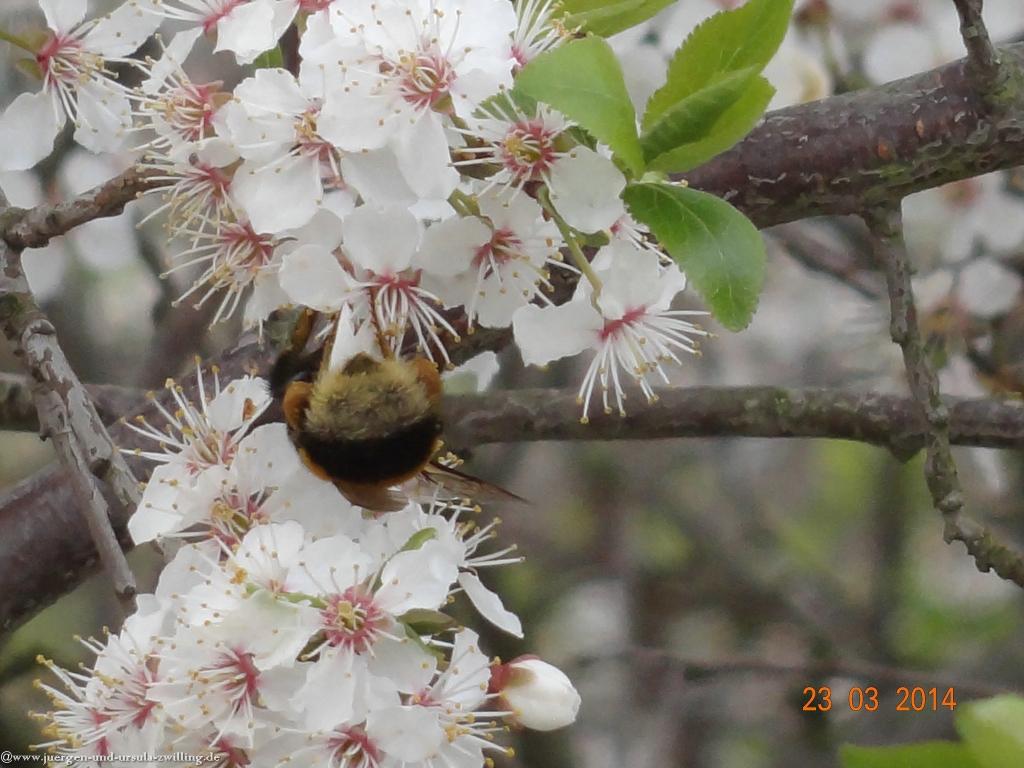 Frühling in den Feldern von Mainz Finthen
