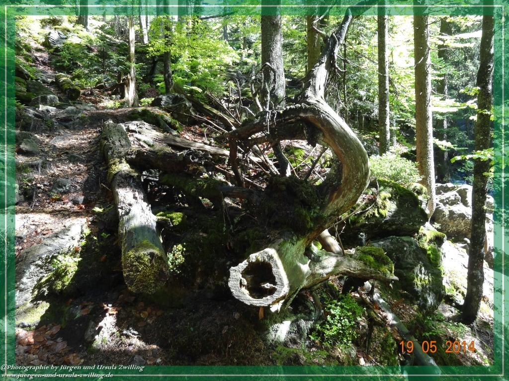 Philosophische BildwanderungBodenmais - Rißlochfälle - Kleiner Arber - Großer Arber - Rißlaisoch - Bodenmais