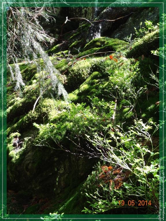 Philosophische BildwanderungBodenmais - Rißlochfälle - Kleiner Arber - Großer Arber - Rißlaisoch - Bodenmais