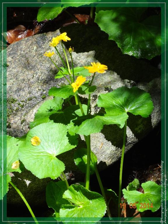 Philosophische BildwanderungBodenmais - Rißlochfälle - Kleiner Arber - Großer Arber - Rißlaisoch - Bodenmais