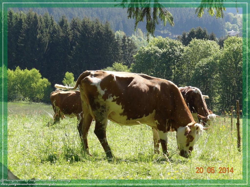 Philosophische Bildwanderung Premiumwanderweg Schachtenbach (Hennenkobel) - Wanderung - Bayrischer Wald