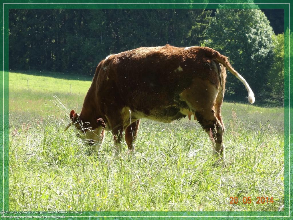 Philosophische Bildwanderung Premiumwanderweg Schachtenbach (Hennenkobel) - Wanderung - Bayrischer Wald