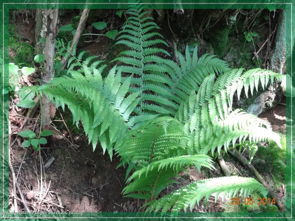 Philosophische Bildwanderung Premiumwanderweg Schachtenbach (Hennenkobel) - Wanderung - Bayrischer Wald