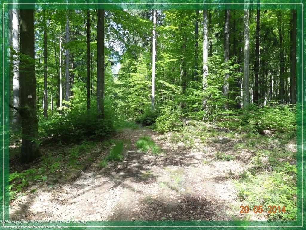 Philosophische Bildwanderung Premiumwanderweg Schachtenbach (Hennenkobel) - Wanderung - Bayrischer Wald