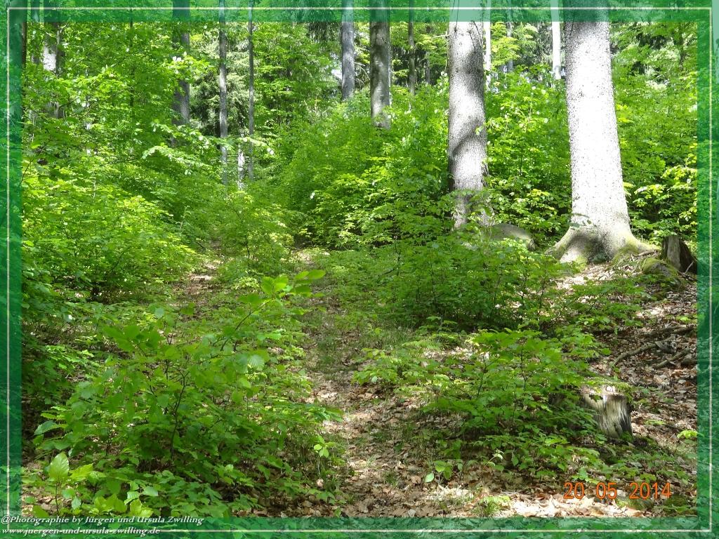 Philosophische Bildwanderung Premiumwanderweg Schachtenbach (Hennenkobel) - Wanderung - Bayrischer Wald