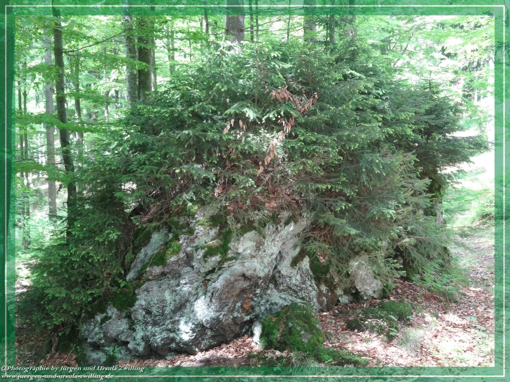 Philosophische Bildwanderung Premiumwanderweg Schachtenbach (Hennenkobel) - Wanderung - Bayrischer Wald