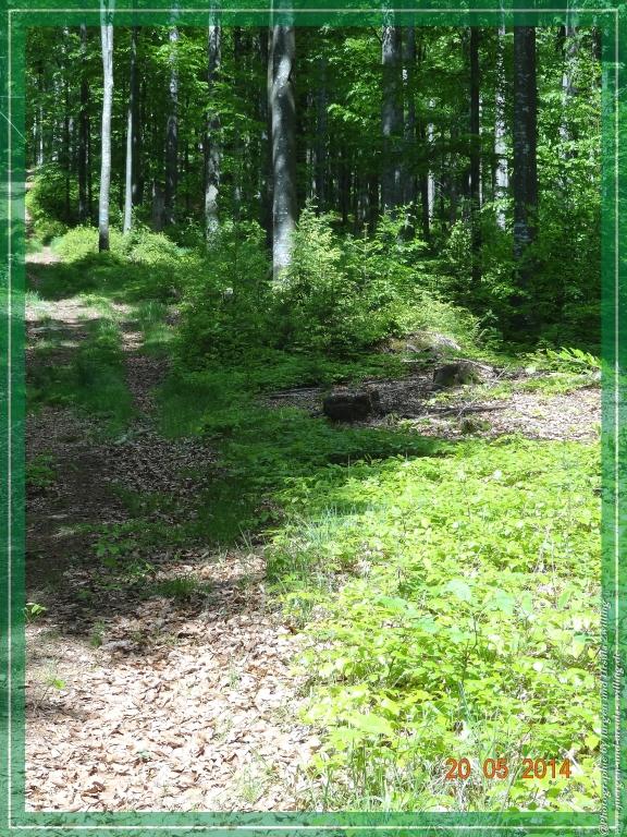 Philosophische Bildwanderung Premiumwanderweg Schachtenbach (Hennenkobel) - Wanderung - Bayrischer Wald