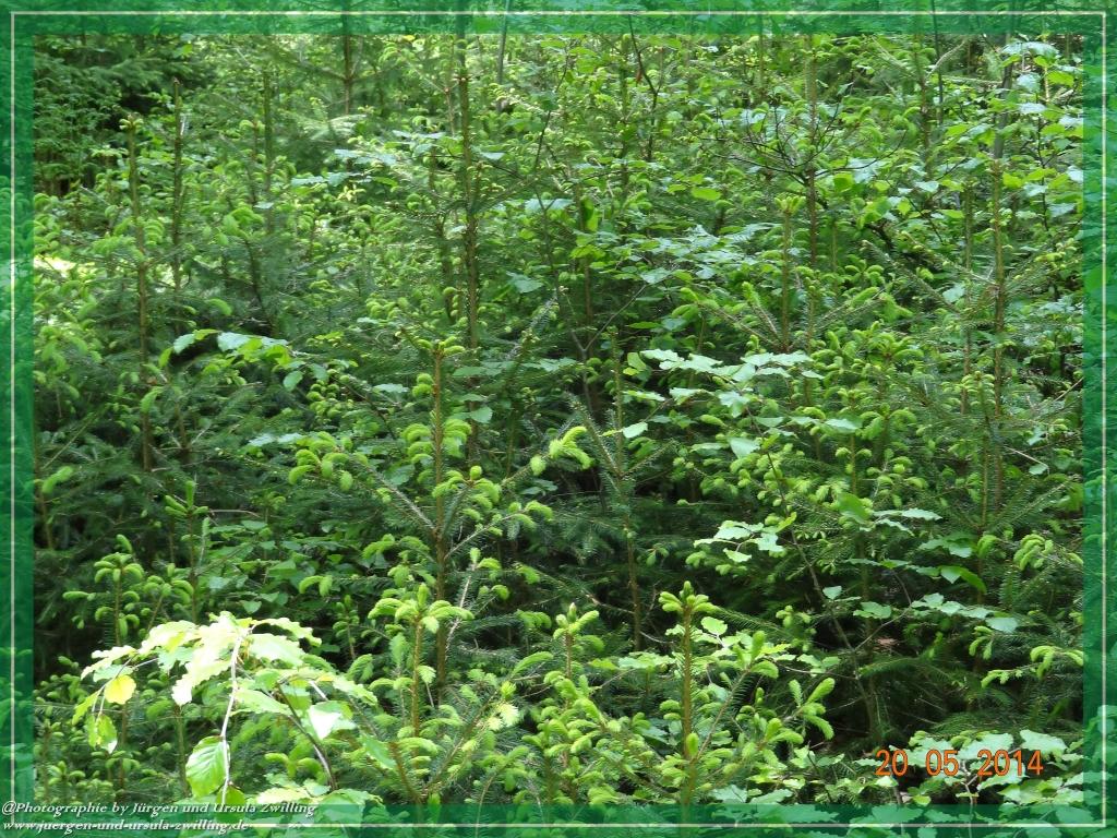 Philosophische Bildwanderung Premiumwanderweg Schachtenbach (Hennenkobel) - Wanderung - Bayrischer Wald