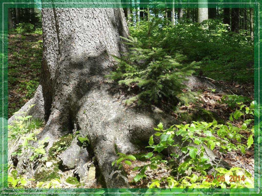 Philosophische Bildwanderung Premiumwanderweg Schachtenbach (Hennenkobel) - Wanderung - Bayrischer Wald
