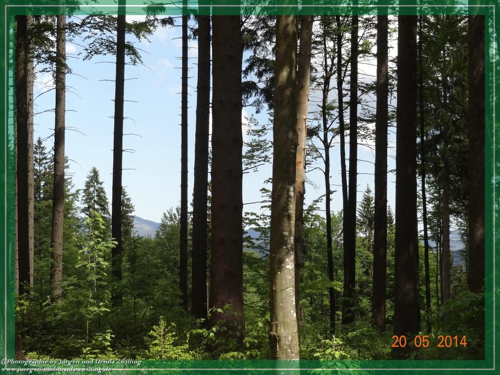 Philosophische Bildwanderung Premiumwanderweg Schachtenbach (Hennenkobel) - Wanderung - Bayrischer Wald