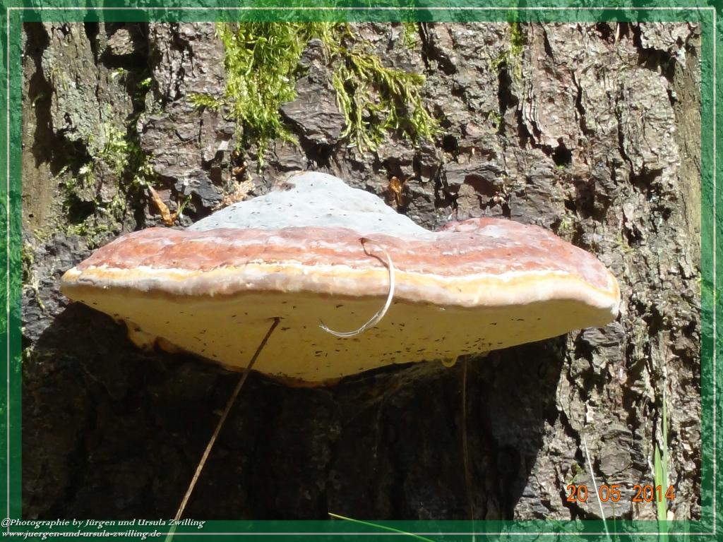 Philosophische Bildwanderung Premiumwanderweg Schachtenbach (Hennenkobel) - Wanderung - Bayrischer Wald