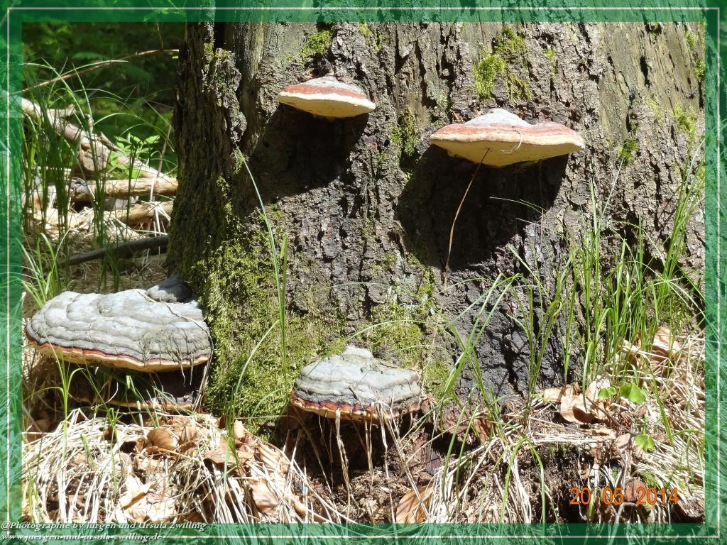 Philosophische Bildwanderung Premiumwanderweg Schachtenbach (Hennenkobel) - Wanderung - Bayrischer Wald