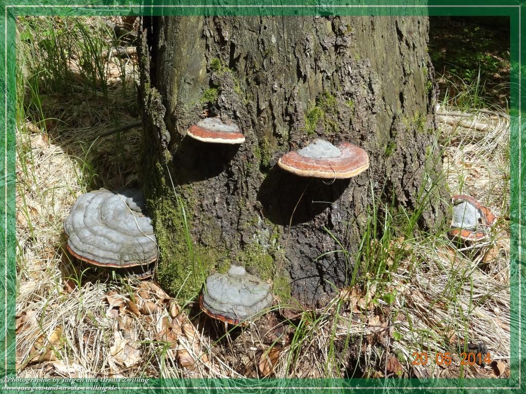 Philosophische Bildwanderung Premiumwanderweg Schachtenbach (Hennenkobel) - Wanderung - Bayrischer Wald