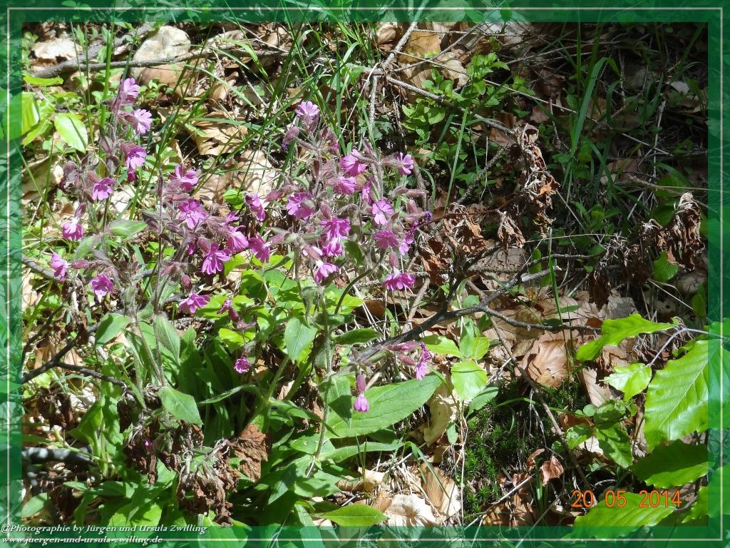 Philosophische Bildwanderung Premiumwanderweg Schachtenbach (Hennenkobel) - Wanderung - Bayrischer Wald