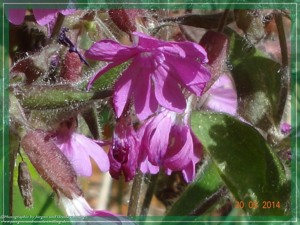 Philosophische Bildwanderung Premiumwanderweg Schachtenbach (Hennenkobel) - Wanderung - Bayrischer Wald