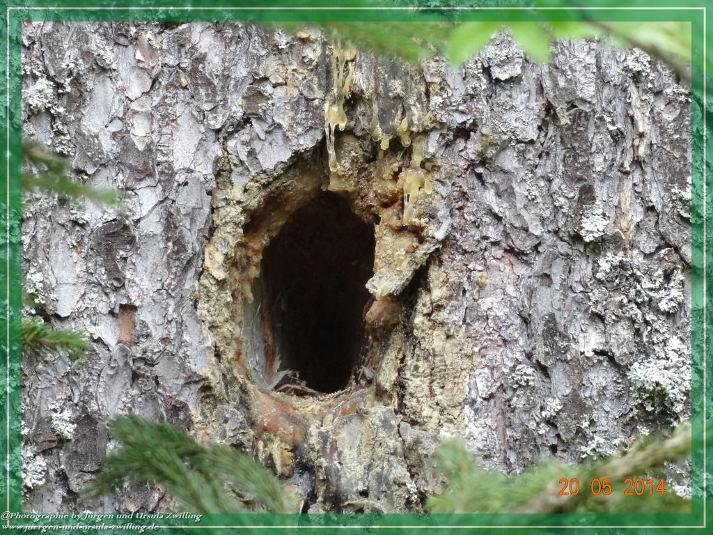Philosophische Bildwanderung Premiumwanderweg Schachtenbach (Hennenkobel) - Wanderung - Bayrischer Wald