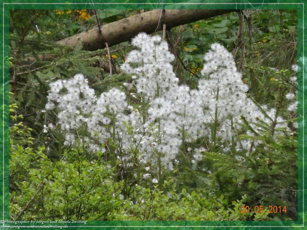 Philosophische Bildwanderung Premiumwanderweg Schachtenbach (Hennenkobel) - Wanderung - Bayrischer Wald