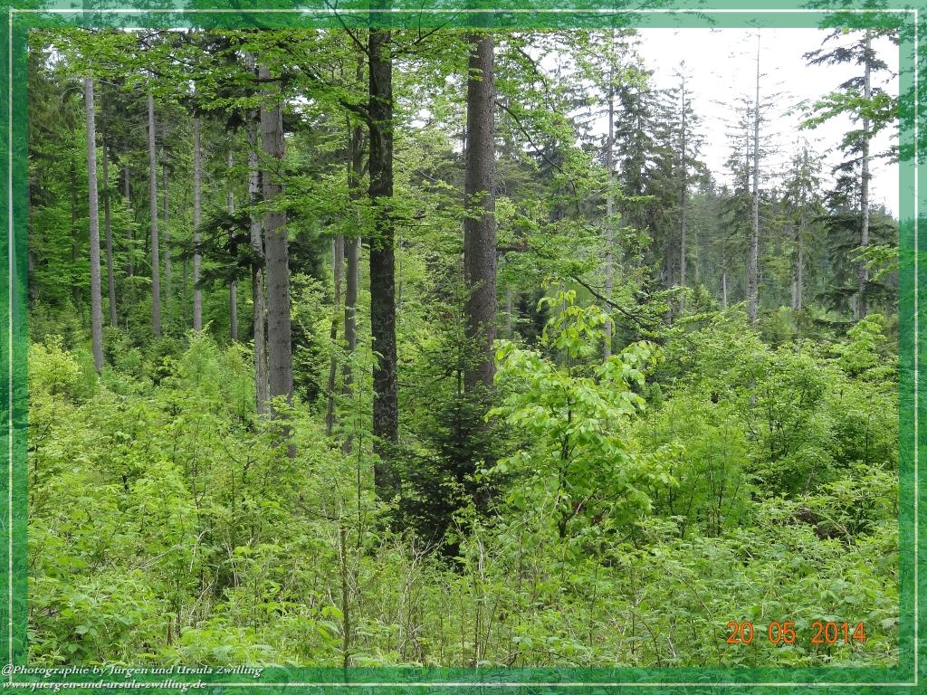 Philosophische Bildwanderung Premiumwanderweg Schachtenbach (Hennenkobel) - Wanderung - Bayrischer Wald