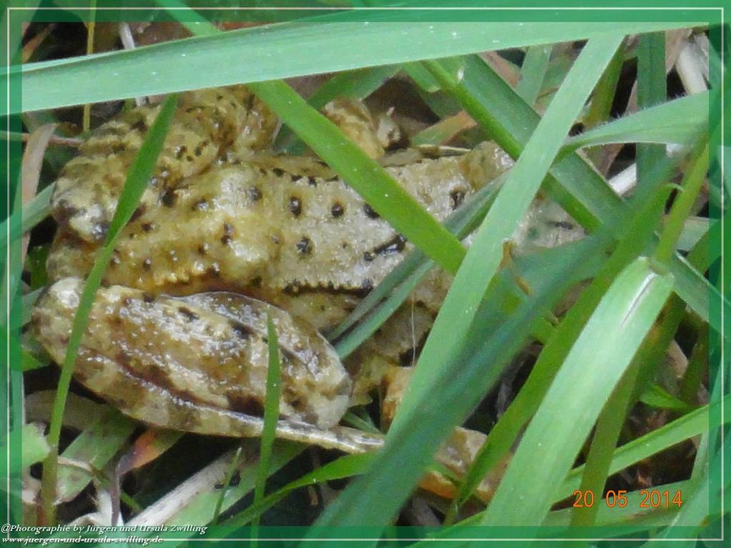 Philosophische Bildwanderung Premiumwanderweg Schachtenbach (Hennenkobel) - Wanderung - Bayrischer Wald