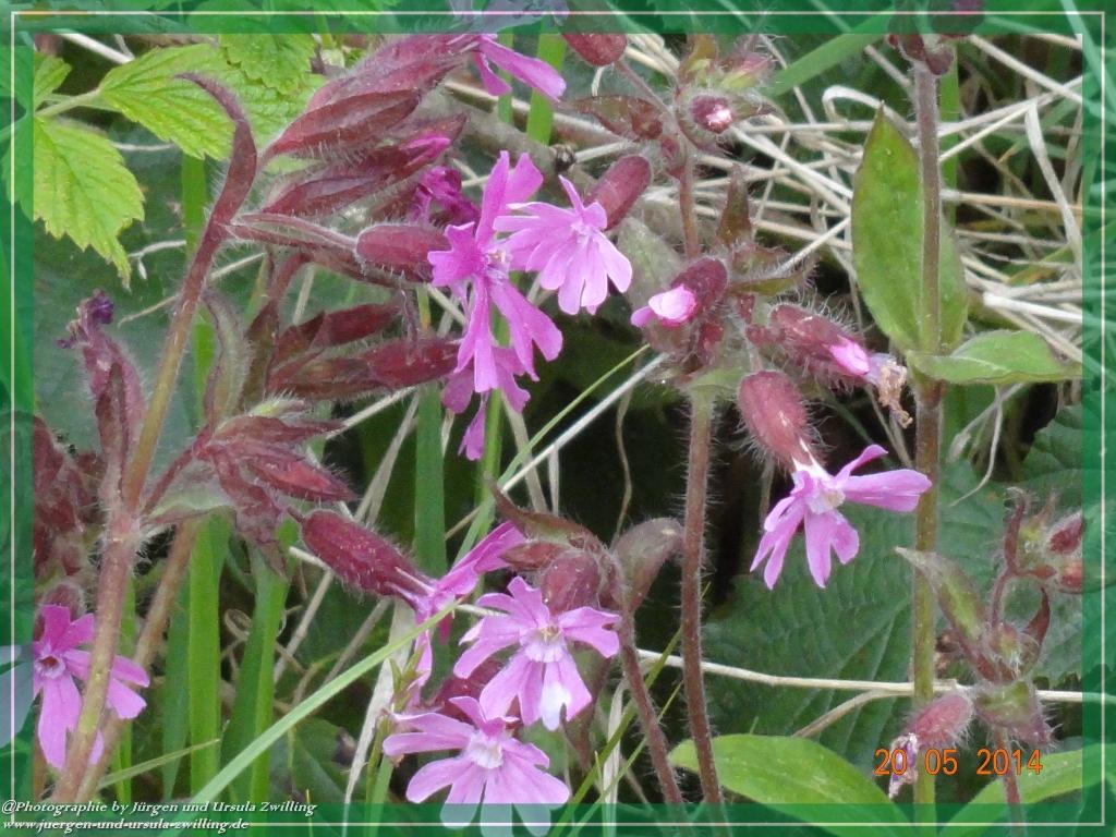 Philosophische Bildwanderung Premiumwanderweg Schachtenbach (Hennenkobel) - Wanderung - Bayrischer Wald