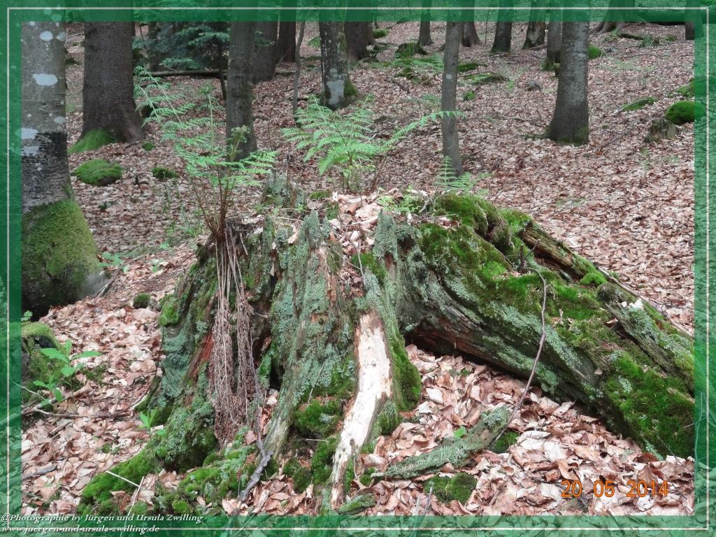 Philosophische Bildwanderung Premiumwanderweg Schachtenbach (Hennenkobel) - Wanderung - Bayrischer Wald