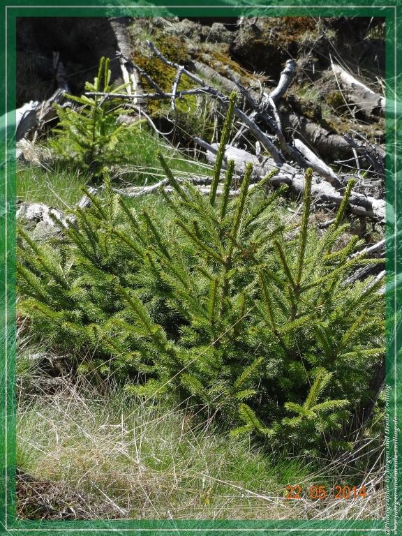 Philosophische Bildwanderung Zwercheck Osser –Bayerischer Wald – Deutsch –Tschechische- Grenzwanderung