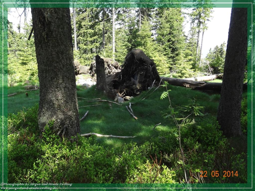 Philosophische Bildwanderung Zwercheck Osser –Bayerischer Wald – Deutsch –Tschechische- Grenzwanderung