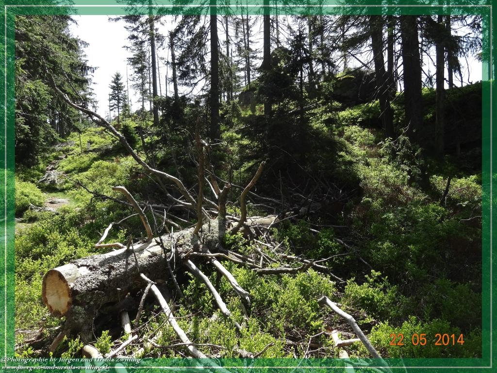 Philosophische Bildwanderung Zwercheck Osser –Bayerischer Wald – Deutsch –Tschechische- Grenzwanderung