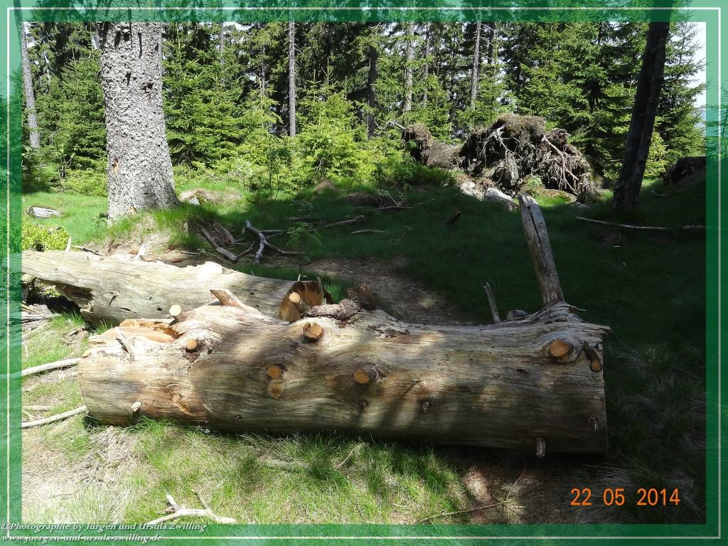 Philosophische Bildwanderung Zwercheck Osser –Bayerischer Wald – Deutsch –Tschechische- Grenzwanderung