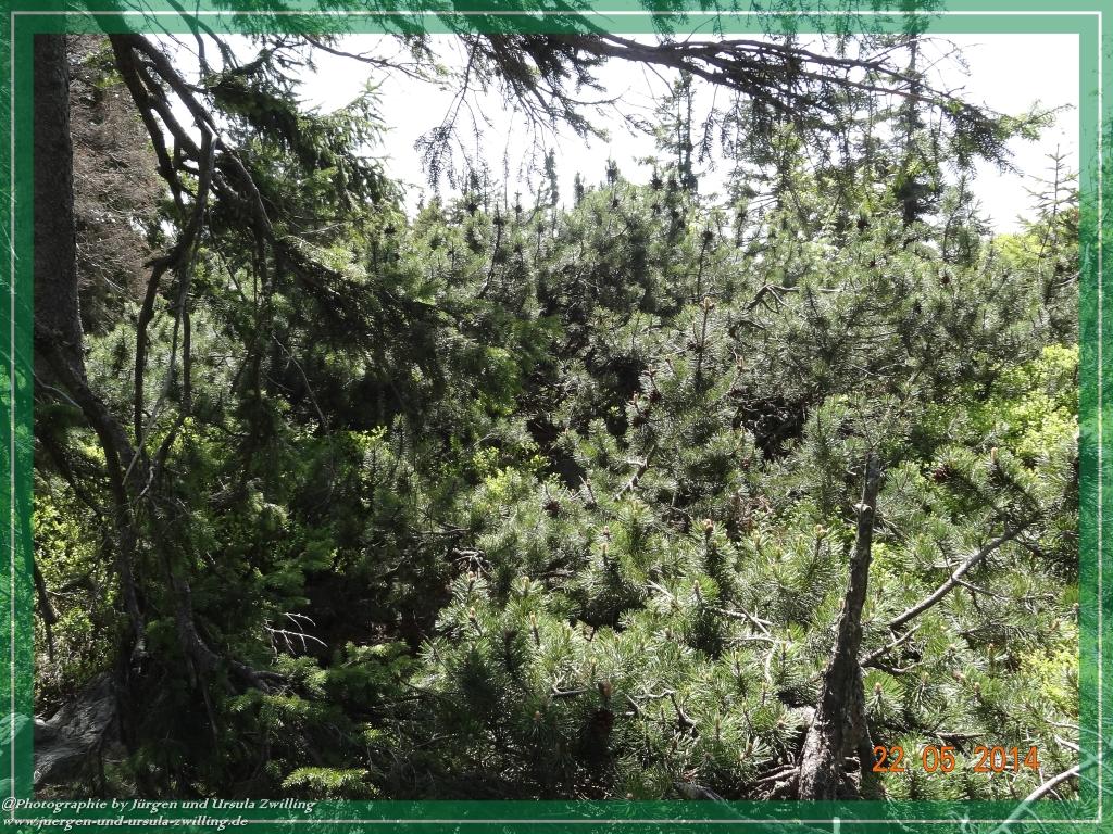 Philosophische Bildwanderung Zwercheck Osser –Bayerischer Wald – Deutsch –Tschechische- Grenzwanderung