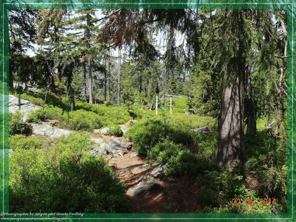 Philosophische Bildwanderung Zwercheck Osser –Bayerischer Wald – Deutsch –Tschechische- Grenzwanderung