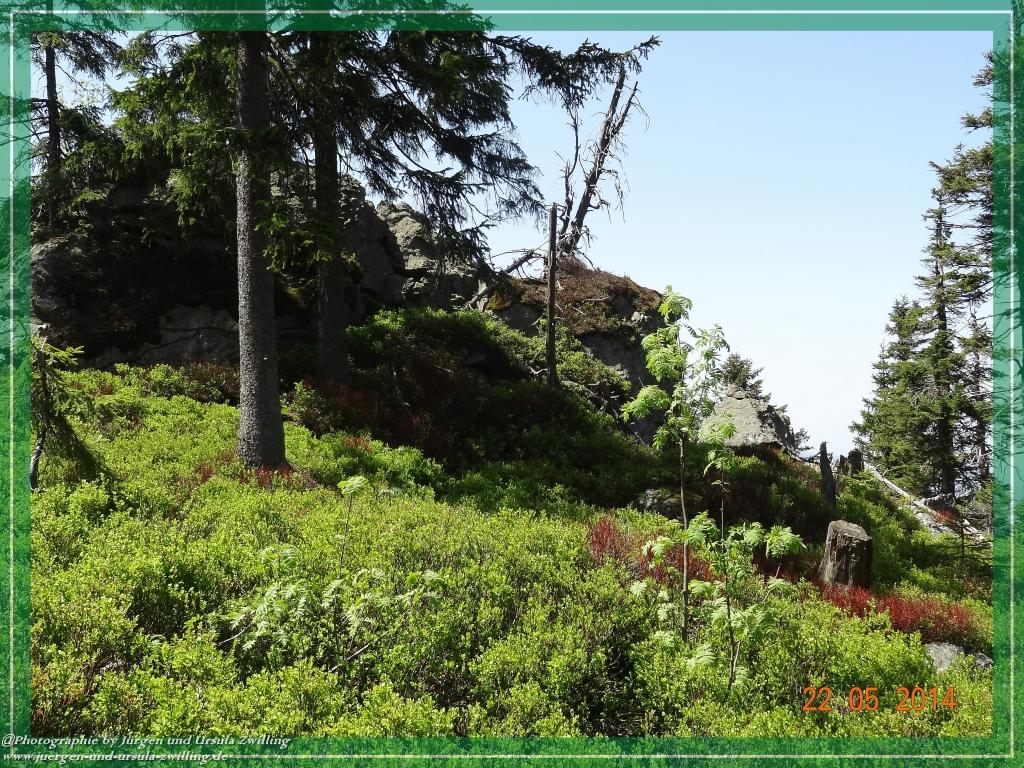 Philosophische Bildwanderung Zwercheck Osser –Bayerischer Wald – Deutsch –Tschechische- Grenzwanderung