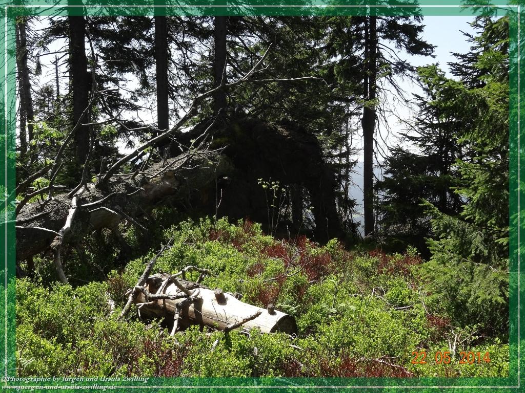 Philosophische Bildwanderung Zwercheck Osser –Bayerischer Wald – Deutsch –Tschechische- Grenzwanderung